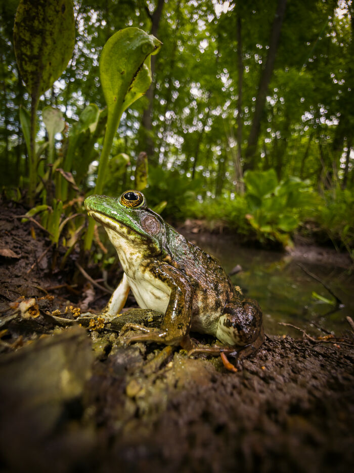 Detailed wildlife shot of frog on forest floor near plants