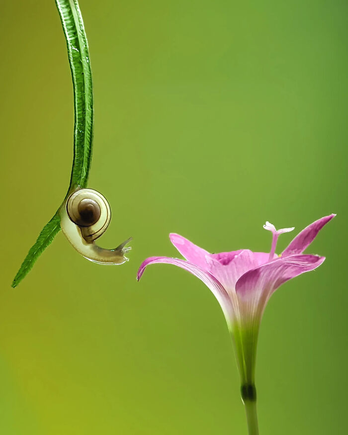 A tiny snail extending from a green leaf towards a pink flower, showcasing detailed insect photos captured with a smartphone.