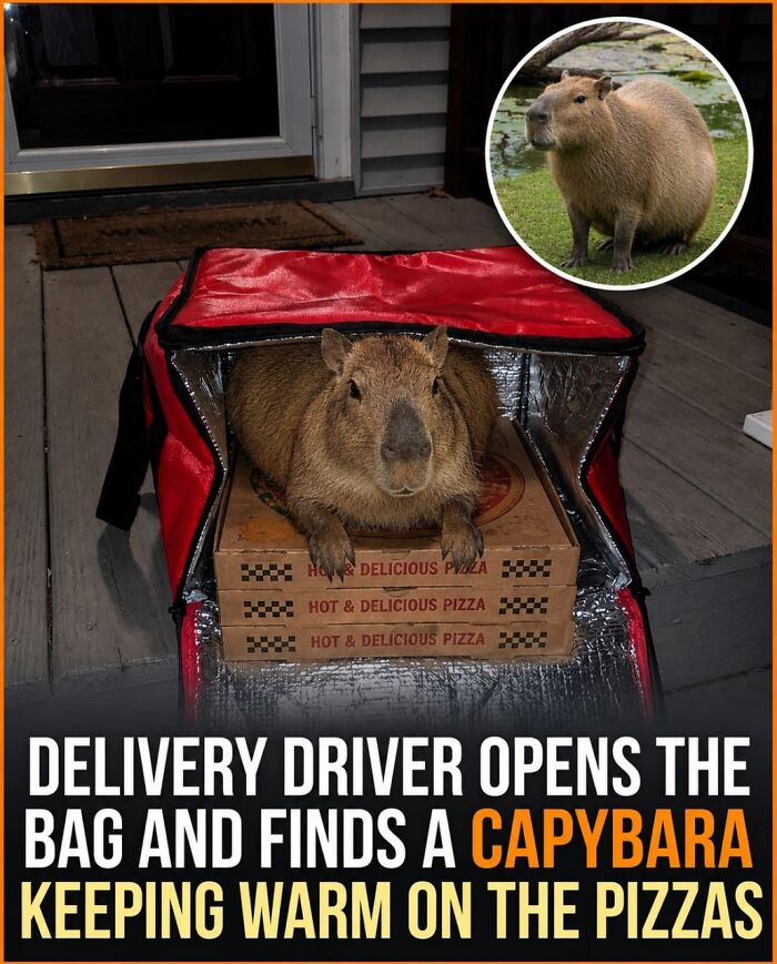 25 Funny And Wholesome Capybara Stories Shared By This Page That Prove These Giant Rodents Are The Internet’s Favorite Animals