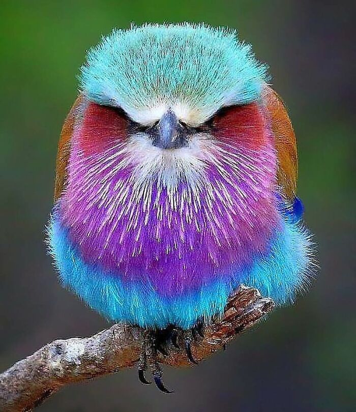 A beautiful rare bird with strikingly colorful blue, purple, and red feathers, showcasing the beauty of nature photos in flight.