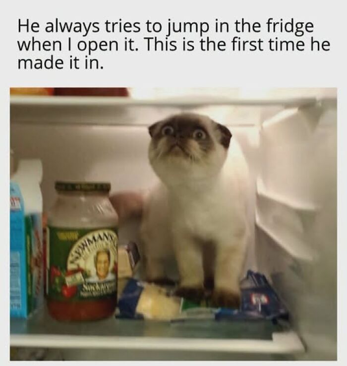 A funny cat meme of a cat sitting inside a fridge, looking surprised. It is entertaining cat memes.