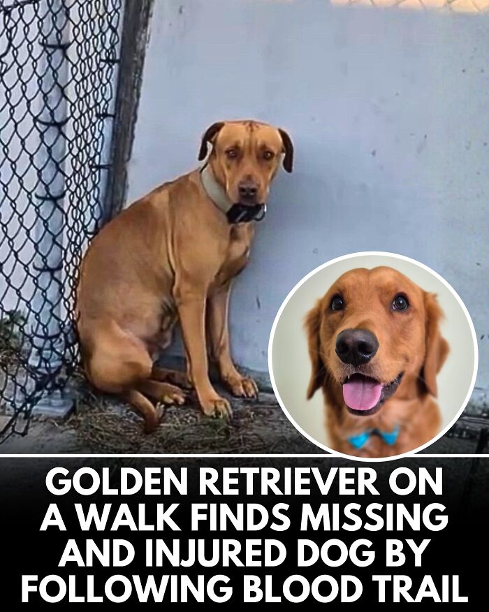 25 New Heartwarming Dog Stories That Prove Kindness Still Exists In The World