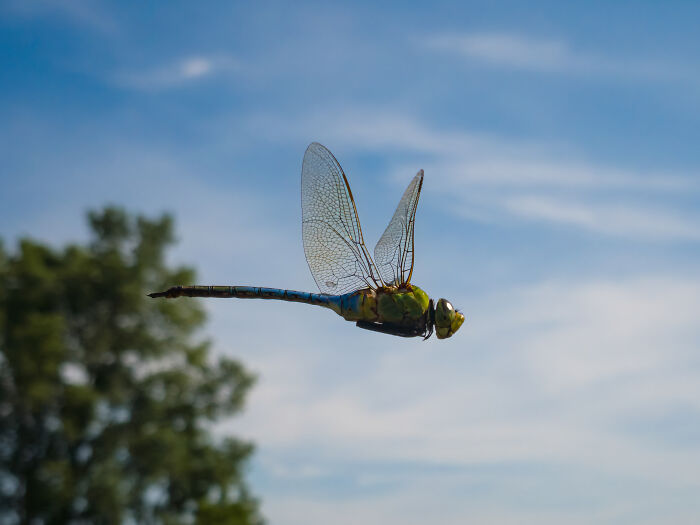 Sharp wildlife image of dragonfly in flight against blue sky