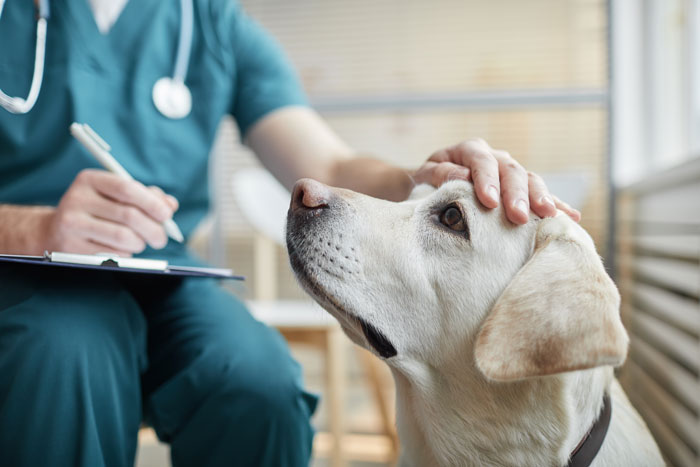 Veterinarian petting Labrador dog during pet checkup