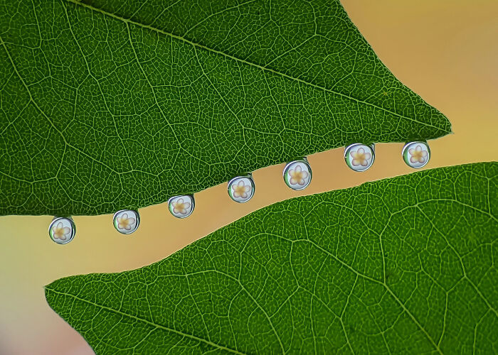 Detailed insect photo of water droplets reflecting small flowers, suspended between two green leaves.