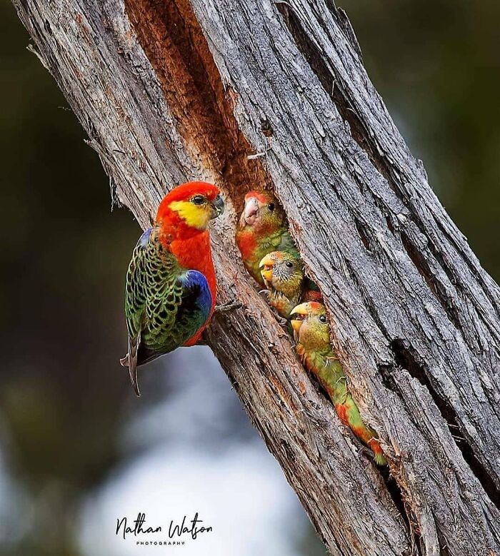 A vibrant red and green rare bird feeding its young in a tree hollow, captured in beautiful nature photos in flight.