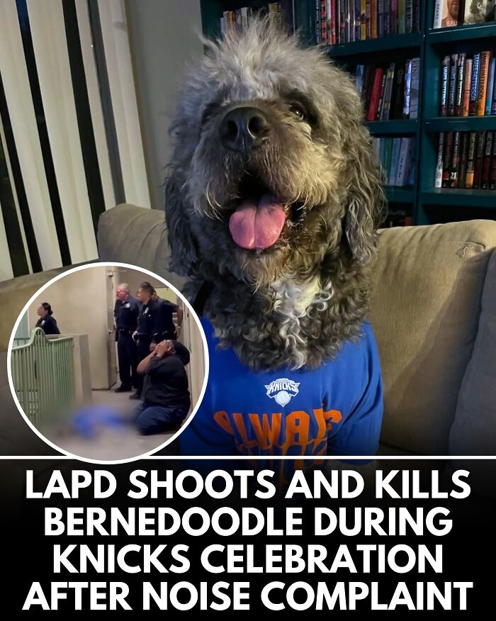 25 New Heartwarming Dog Stories That Prove Kindness Still Exists In The World