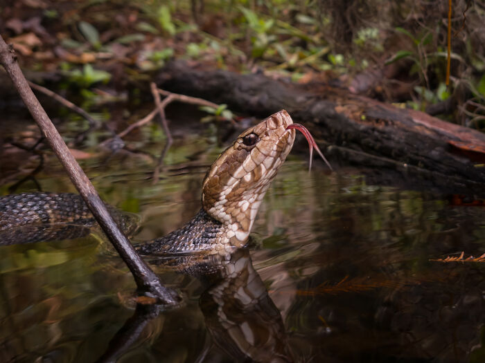 Close-up wildlife photo of snake flicking tongue in water