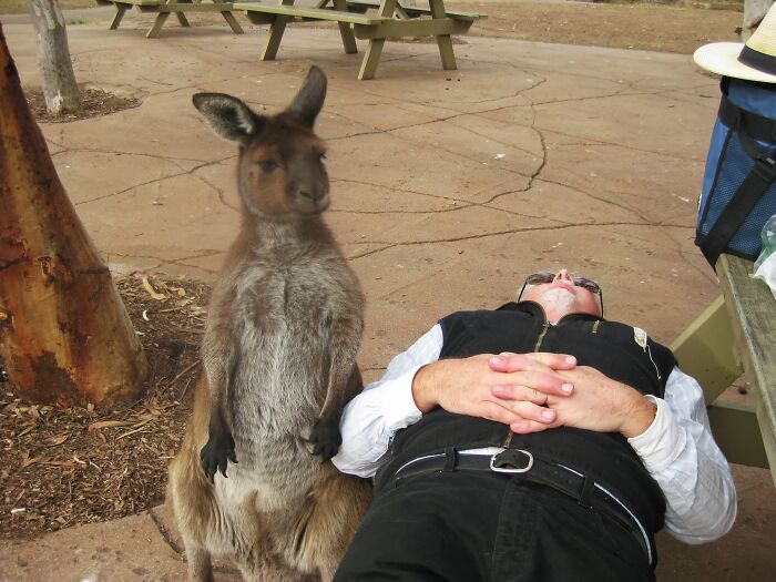 Amazing fathers: A man in sunglasses lies on the ground next to a kangaroo, a heartwarming moment between parents and nature.