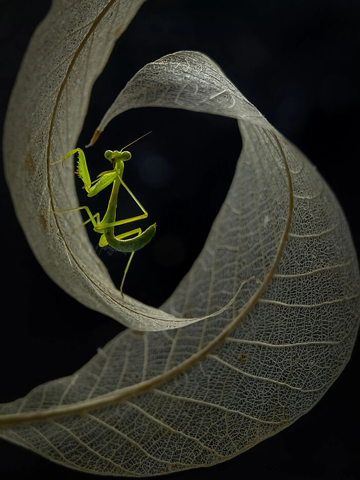 An incredibly detailed insect photo of a small green praying mantis on a delicate, dry, twisted leaf.
