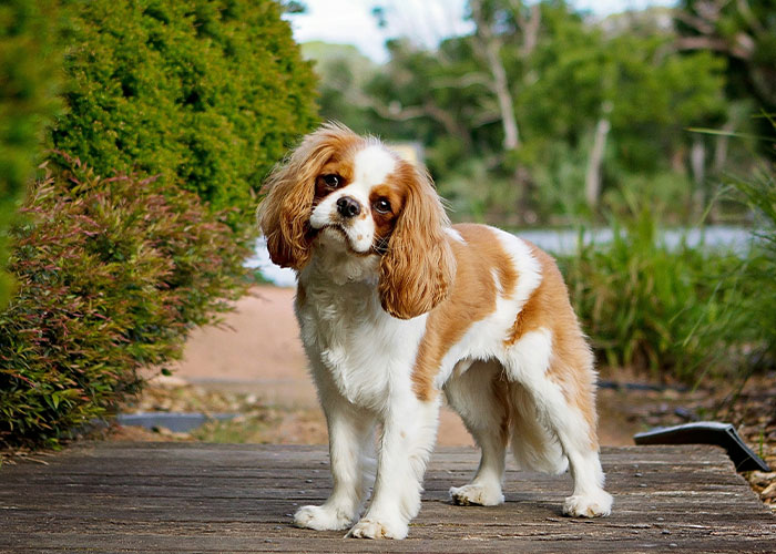 Cavalier King Charles spaniel standing on wooden path in garden