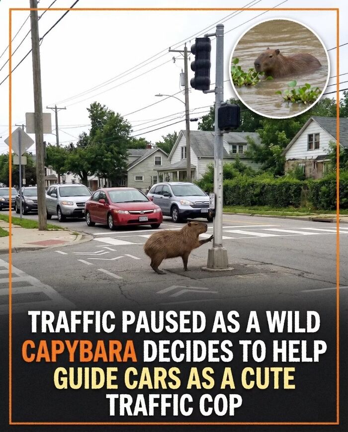 25 Funny And Wholesome Capybara Stories Shared By This Page That Prove These Giant Rodents Are The Internet’s Favorite Animals