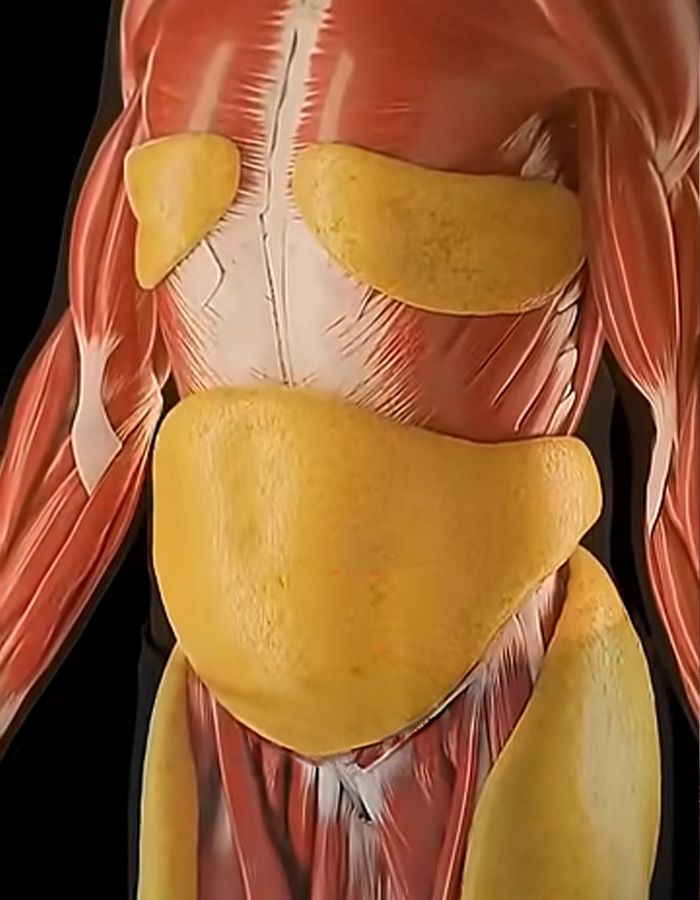 Mind-Blowing Simulation Reveals What 36 Hours Of Fasting Really Does To Your Body