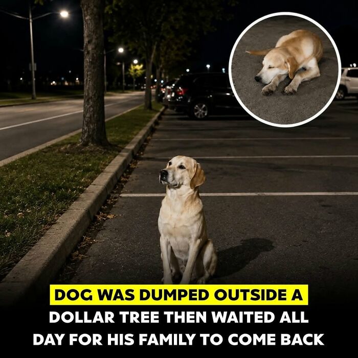 26 Animal Stories So Wholesome, They Might Just Be The Best Thing You See Today
