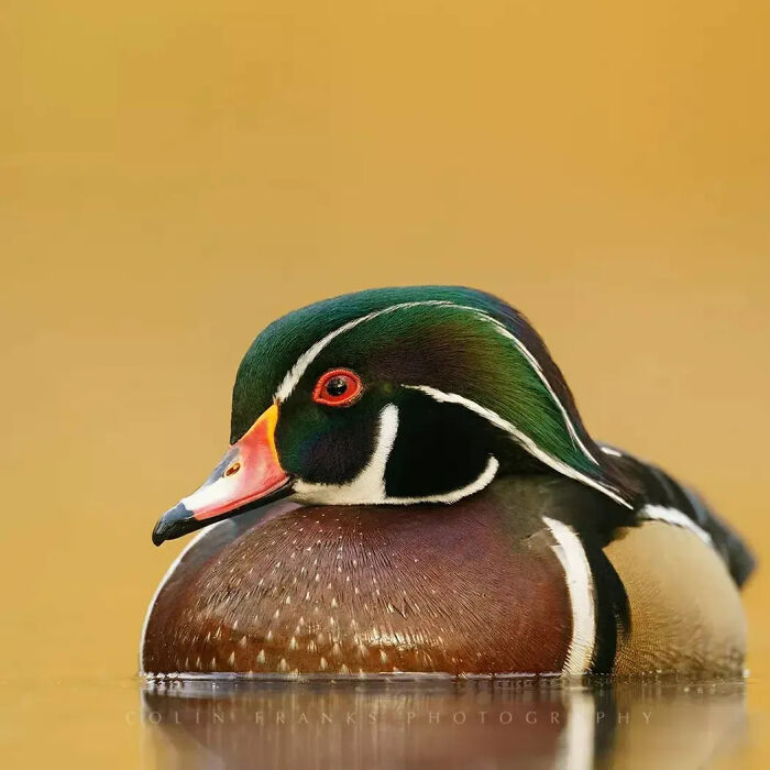 Rare bird photos: A colorful duck with green, brown, and white plumage, and a bright red eye, swimming in calm water.
