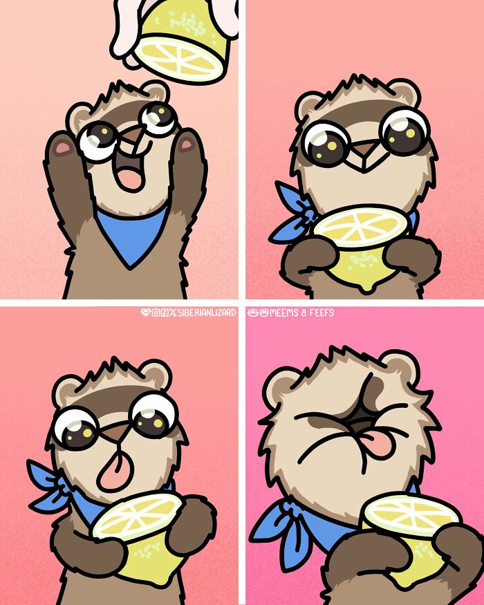 A Siberian girl illustrates a ferret happily receiving and then comically reacting to the sour taste of a lemon.