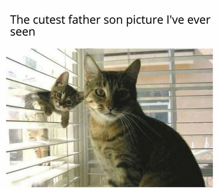 An adorable cat meme featuring a father cat and son kitten, highlighting how entertaining cat memes can be.