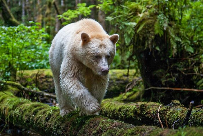 These Stunning Wildlife Photos From Sealegacy Show Why Our Planet Is Worth Protecting (45 Pics)