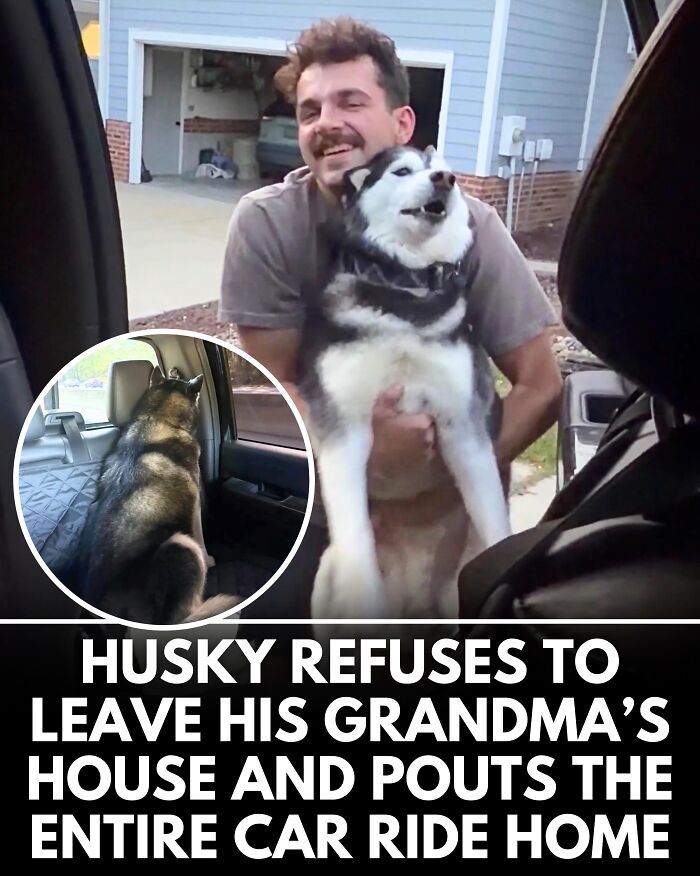 25 New Heartwarming Dog Stories That Prove Kindness Still Exists In The World
