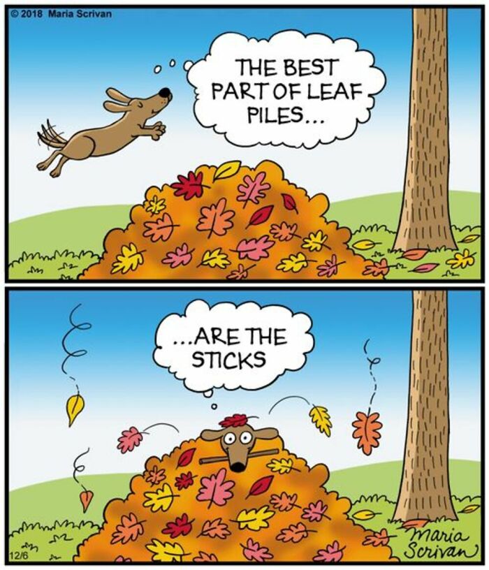 A comic by Maria Scrivan shows a dog jumping into a leaf pile, then emerging with a stick, highlighting a dog's favorite part of leaf piles.