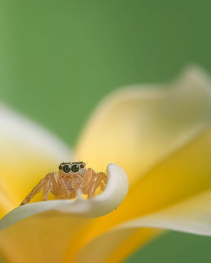 Incredibly detailed insect photo of a tiny jumping spider on a vibrant yellow flower petal.