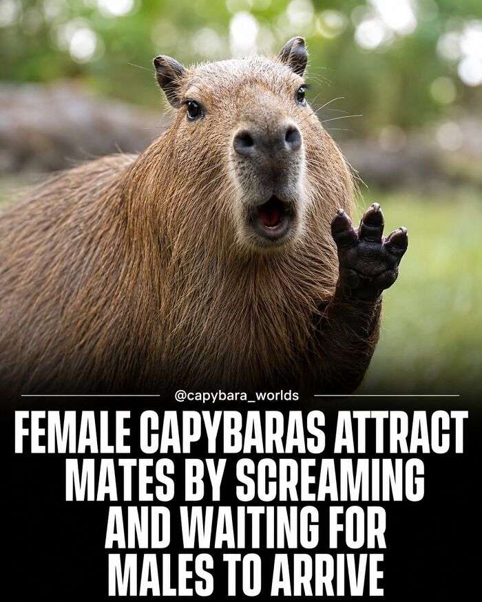 25 Funny And Wholesome Capybara Stories Shared By This Page That Prove These Giant Rodents Are The Internet’s Favorite Animals