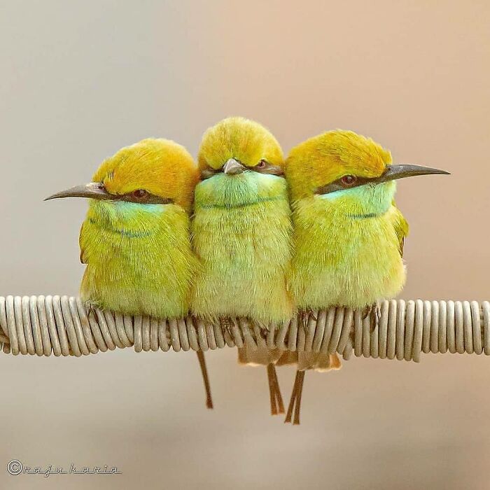 Three small, rare bird photos with green and yellow feathers perched closely together on a wire, showcasing nature in flight.
