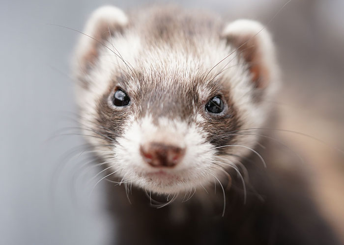 A close-up of a ferret's face looking directly at the camera, a creative, unserious solution.