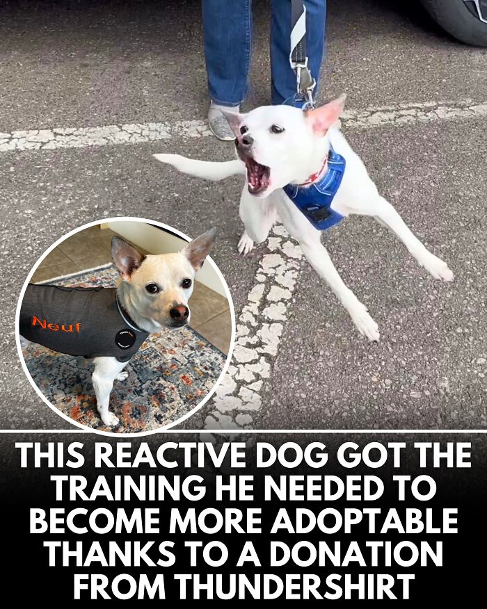 25 New Heartwarming Dog Stories That Prove Kindness Still Exists In The World