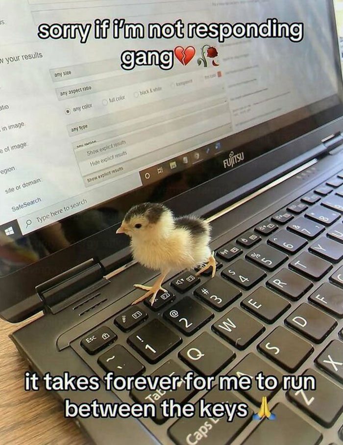 A tiny chick on a laptop keyboard with text about not responding, one of the chaotic and unhinged pics.