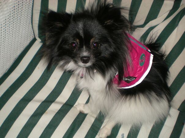 2010-service-dog-jackt-1-6a2a9b10b93ef.jpg
