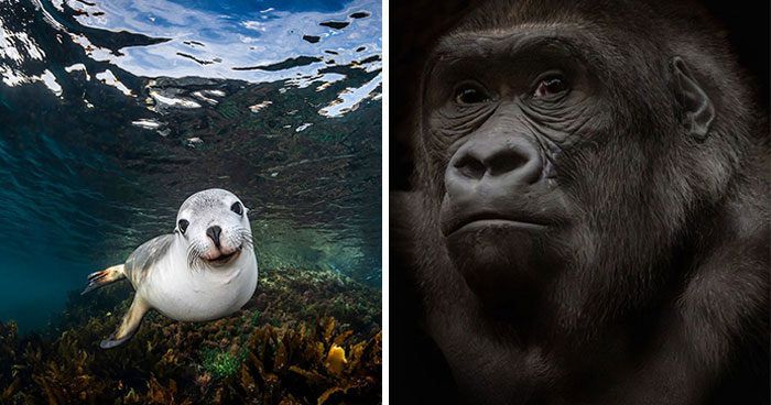 1839 Photography Awards: 22 Winning Animal Shots Worth Seeing