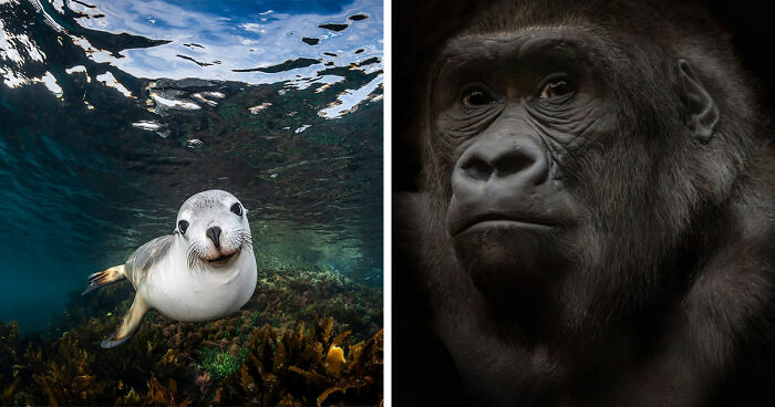 1839 Photography Awards: 22 Winning Animal Shots Worth Seeing