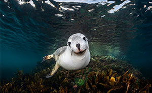 22 Winning Animal Photos That Captivated The 1839 Awards Judges