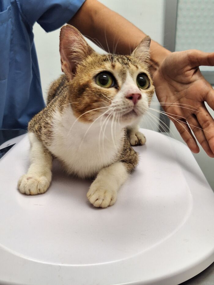 A calico street cat with big green eyes sitting calmly on a scale, demonstrating local action and technology.