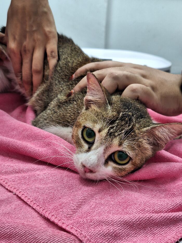 A close-up of a street cat receiving care from an organization using local action and clever technology.