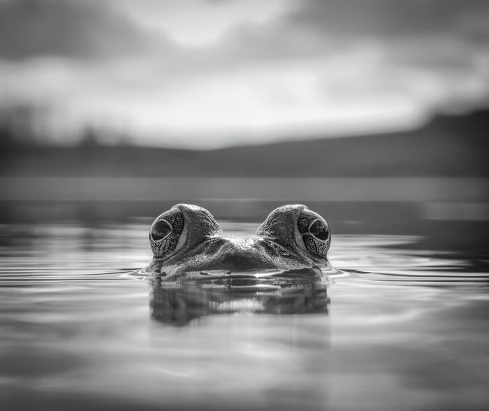 Black and white frog head peeking from water wildlife photo smartphone