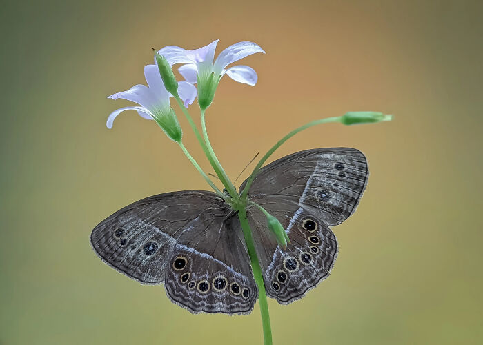 Detailed insect photo of a brown butterfly with eye-like patterns on its wings, perched on a flower.
