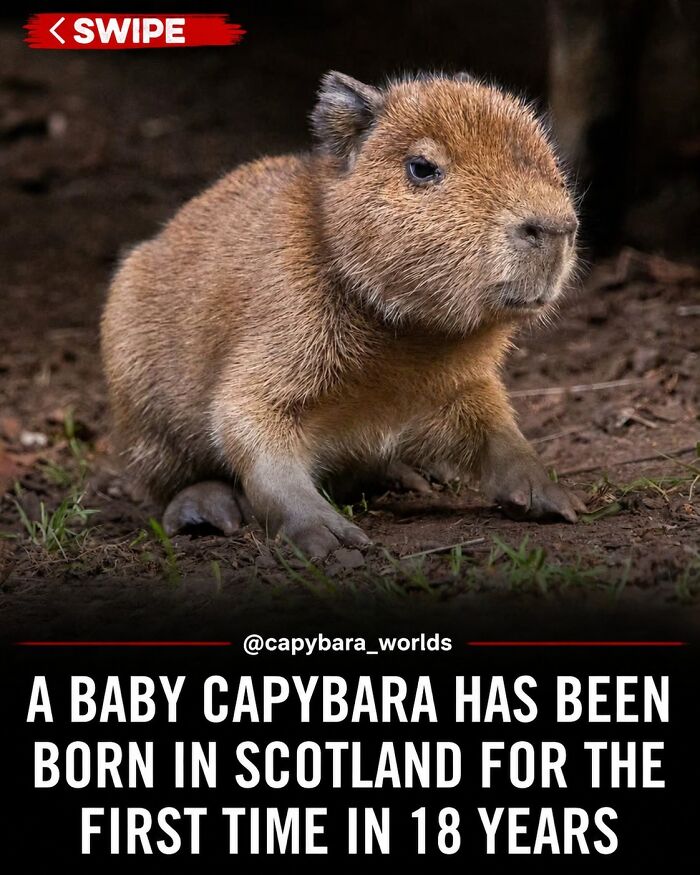 25 Funny And Wholesome Capybara Stories Shared By This Page That Prove These Giant Rodents Are The Internet’s Favorite Animals
