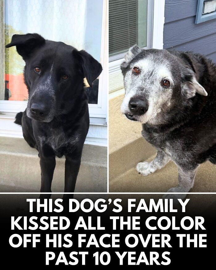 25 New Heartwarming Dog Stories That Prove Kindness Still Exists In The World