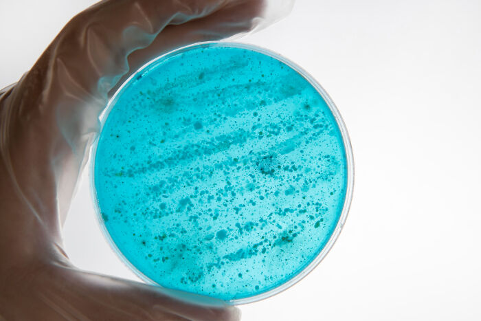 Gloved hand holding petri dish with blue bacterial culture