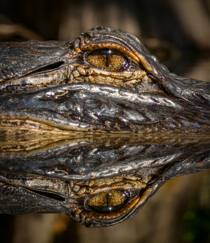 Alligator eye detailed close-up wildlife photo smartphone