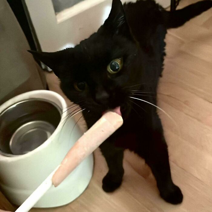 Black cat biting and licking a snack stick near water bowl