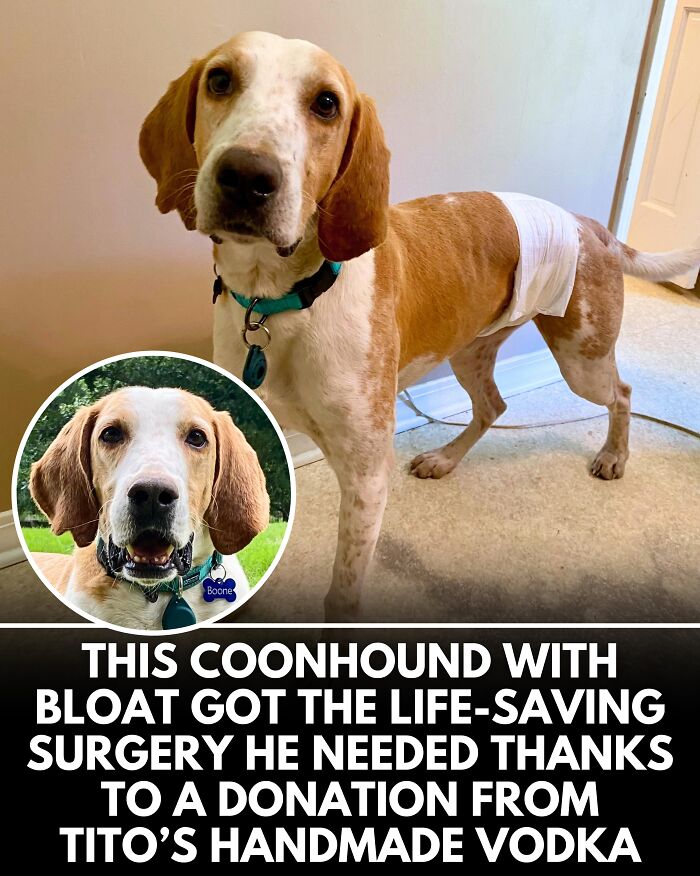 25 New Heartwarming Dog Stories That Prove Kindness Still Exists In The World