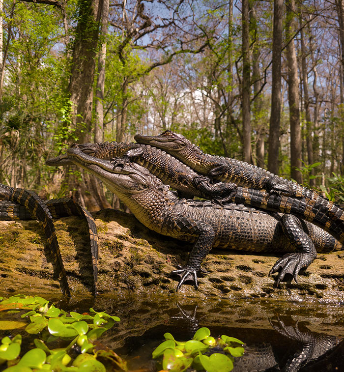 Wildlife photo showing three alligators stacked on a log near water plants