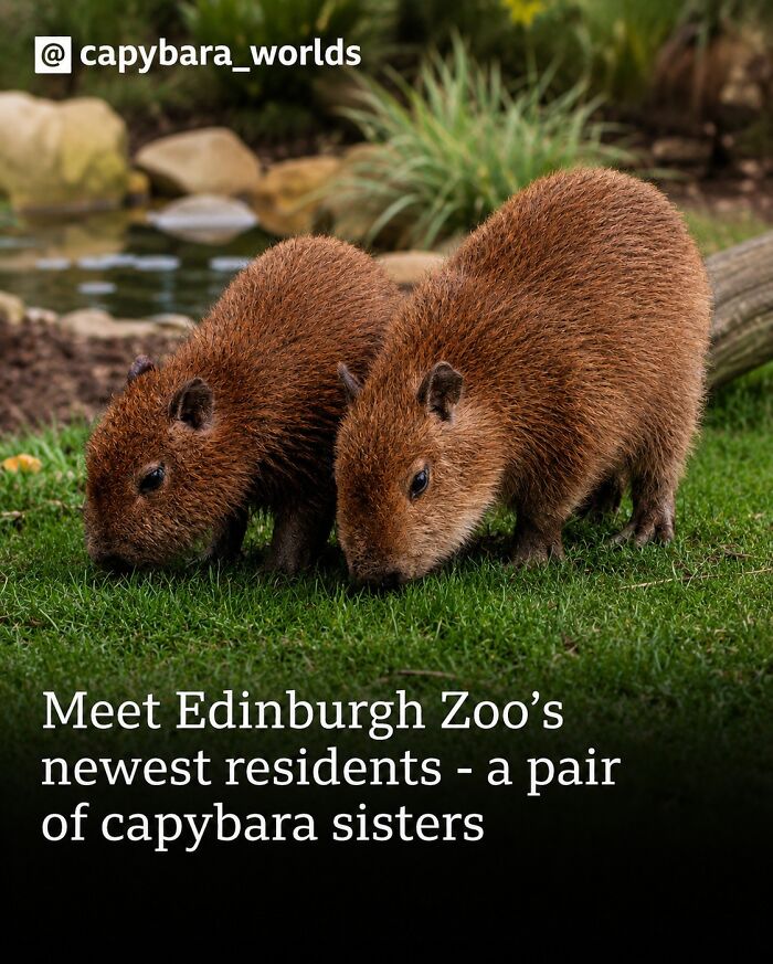 25 Funny And Wholesome Capybara Stories Shared By This Page That Prove These Giant Rodents Are The Internet’s Favorite Animals