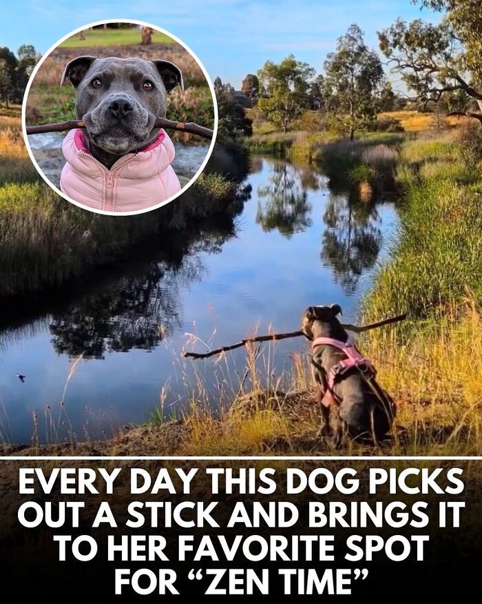25 New Heartwarming Dog Stories That Prove Kindness Still Exists In The World