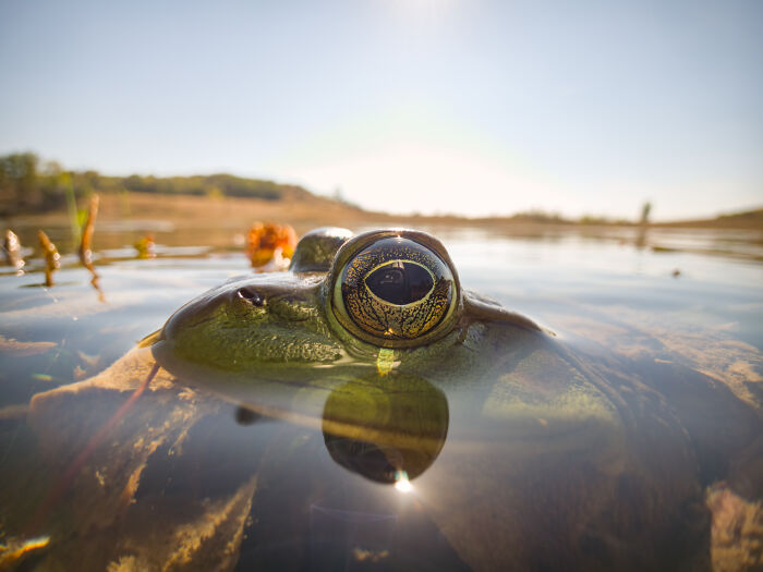 Frog eye close-up with water reflection wildlife photo smartphone