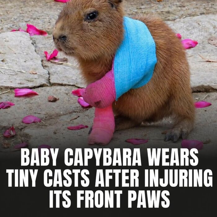 25 Funny And Wholesome Capybara Stories Shared By This Page That Prove These Giant Rodents Are The Internet’s Favorite Animals