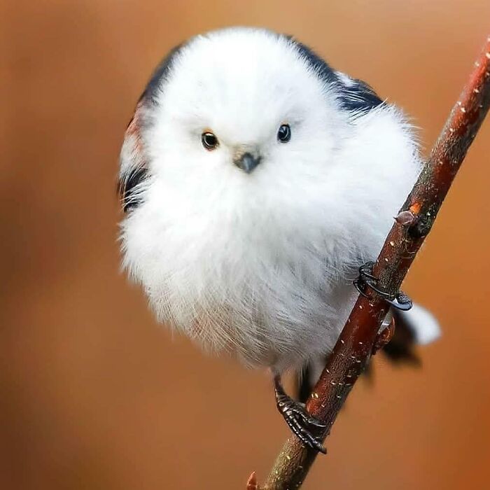 An adorable long-tailed tit, a beautiful and rare bird, with fluffy white feathers perched delicately on a thin branch.